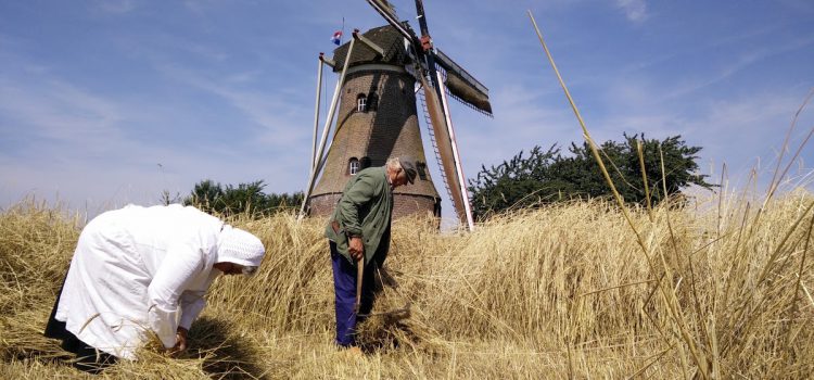 Oogstdag bij de Piepermolen in Rekken